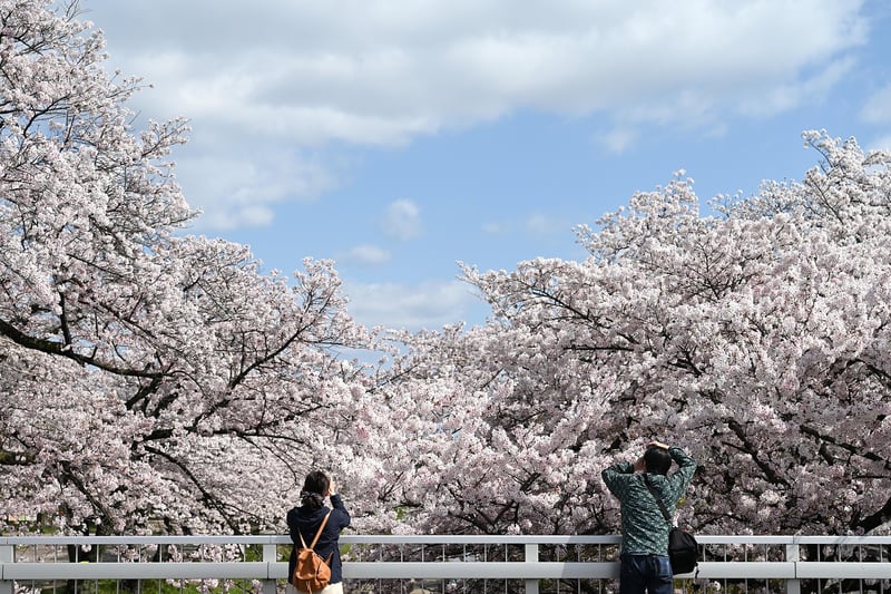 Cherry Blossoms Image